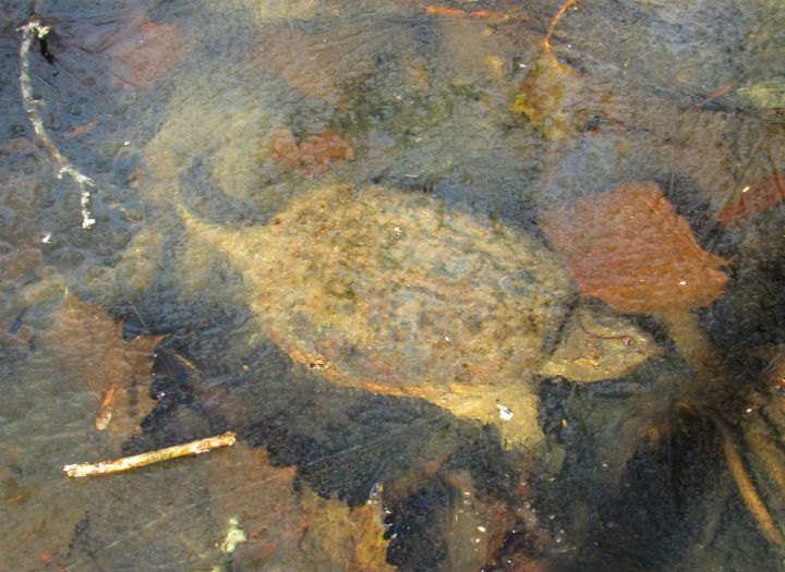 Common Snapping Turtle